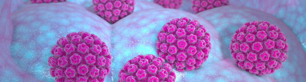 The human papillomavirus (HPV)