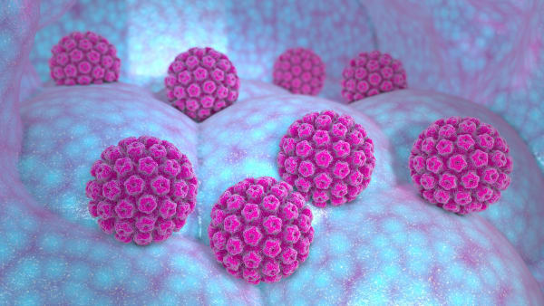 The human papillomavirus (HPV)